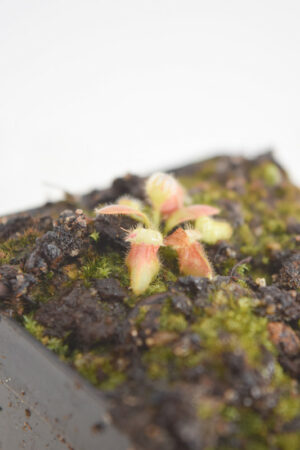 This is a close up photo of Cephalotus follicularis. This is a Tissue Culture plant propagated by Christian Klein.