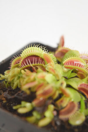 This is a close up photo of Dionaea muscipula 'Typical'. This is a Seed Grown plant propagated by Jeremiah Harris.