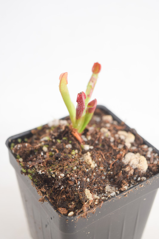 Venezuela}. This is a Tissue Culture plant propagated by Best Carnivorous Plants.
