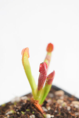 This is a close up photo of Heliamphora pulchella {Churi Tepui