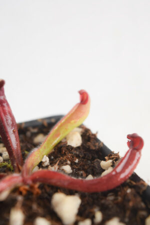 This is a close up photo of Heliamphora purpurascens {mix of clones