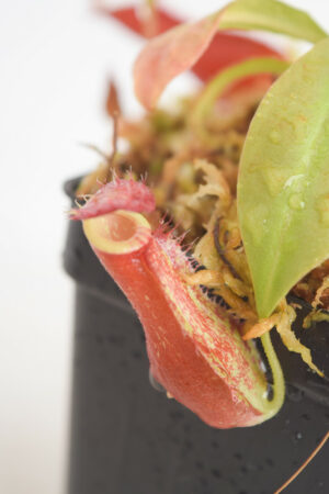 This is a close up photo of Nepenthes ampullaria x (sibuyanensis x ventricosa). This is a Seed Grown plant propagated by Borneo Exotics.