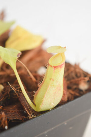 This is a close up photo of Nepenthes bicalcarata. This is a Tissue Culture plant propagated by Borneo Exotics.