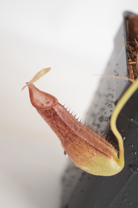This is a close up photo of Nepenthes bongso