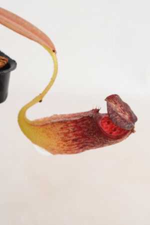 This is a close up photo of Nepenthes burbidgeae x (maxima x talangensis). This is a Tissue Culture plant propagated by Borneo Exotics.