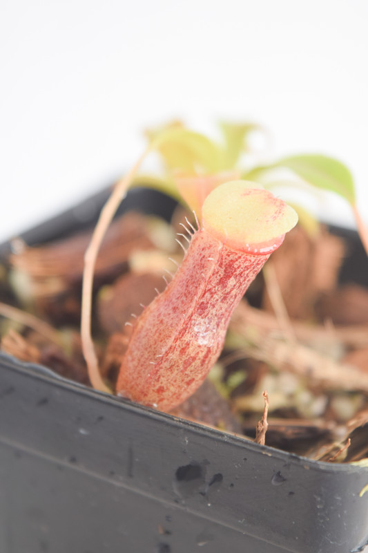 This is a close up photo of Nepenthes burkei x flava. This is a Tissue Culture plant propagated by Borneo Exotics.