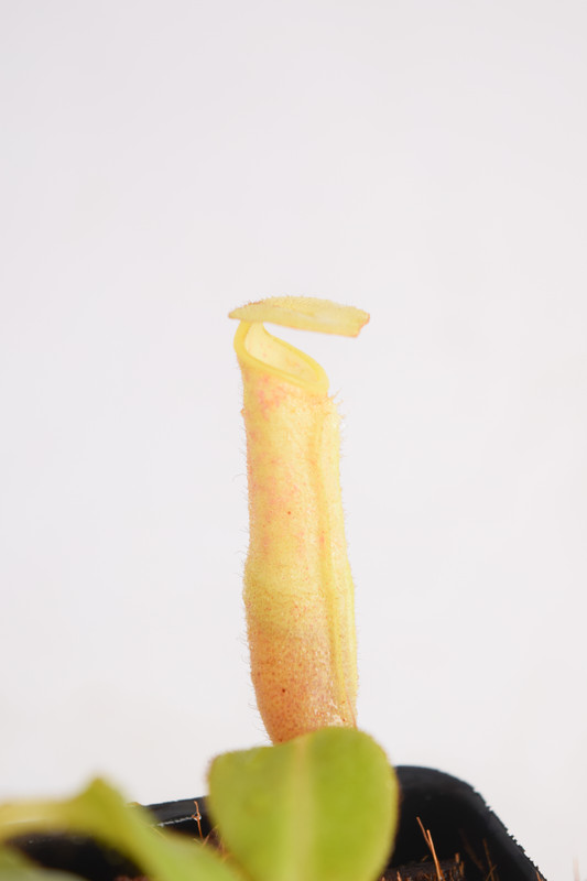 This is a close up photo of Nepenthes chaniana. This is a Tissue Culture plant propagated by Borneo Exotics.