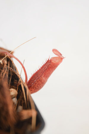 This is a close up photo of Nepenthes densiflora. This is a Tissue Culture plant propagated by Borneo Exotics.