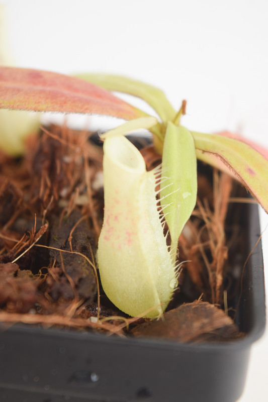 This is a close up photo of Nepenthes hirsuta. This is a Tissue Culture plant propagated by Borneo Exotics.
