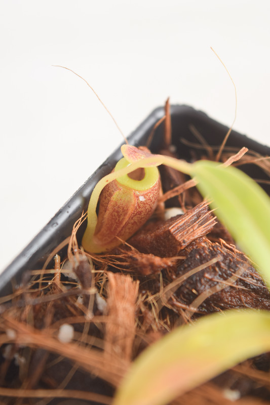 This is a close up photo of Nepenthes jacquelineae. This is a Tissue Culture plant propagated by Borneo Exotics.