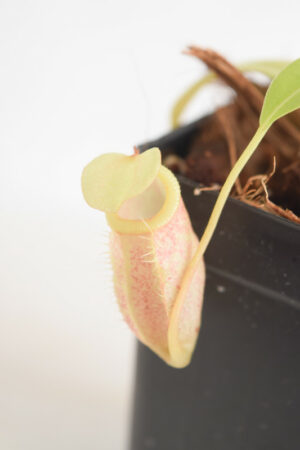 This is a close up photo of Nepenthes merrilliana x glabrata. This is a Tissue Culture plant propagated by Borneo Exotics.