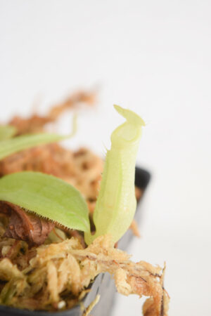 This is a close up photo of Nepenthes mirabilis. This is a Tissue Culture plant propagated by Malesiana Tropicals.