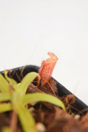 This is a close up photo of Nepenthes pitopangii. This is a Tissue Culture plant propagated by Florae.