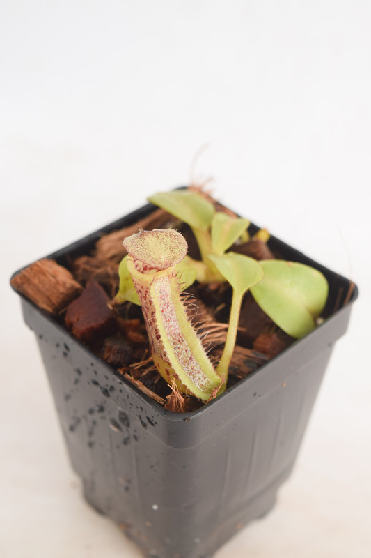 This is a wide angle photo of Nepenthes platychila x robcantleyi. This is a Tissue Culture plant propagated by Borneo Exotics.