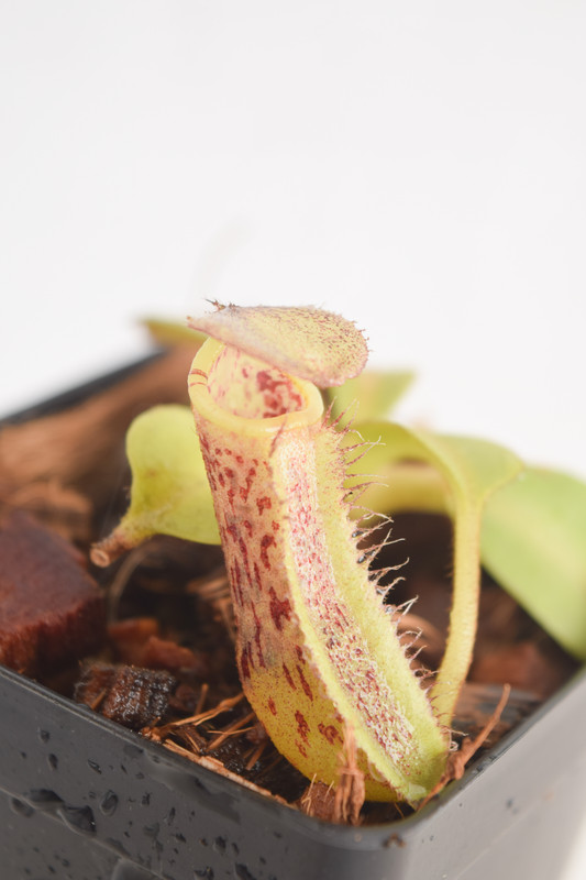 This is a close up photo of Nepenthes platychila x robcantleyi. This is a Tissue Culture plant propagated by Borneo Exotics.