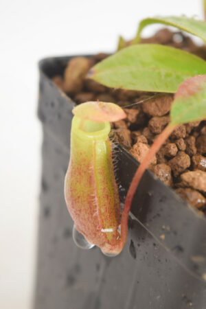 This is a close up photo of Nepenthes rajah x mira. This is a Tissue Culture plant propagated by Borneo Exotics.