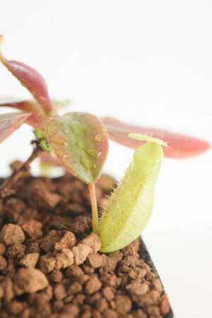 This is a close up photo of Nepenthes rajah x peltata. This is a Tissue Culture plant propagated by Borneo Exotics.