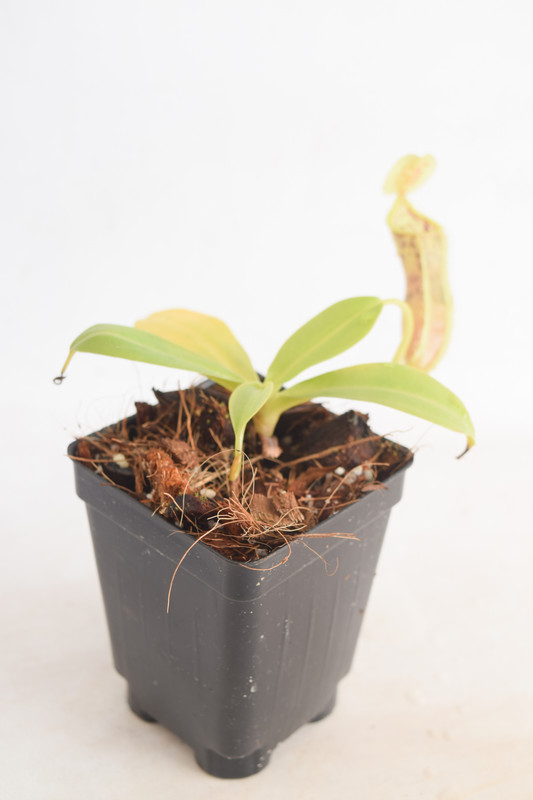 This is a wide angle photo of Nepenthes spathulata x campanulata. This is a Tissue Culture plant propagated by Borneo Exotics.