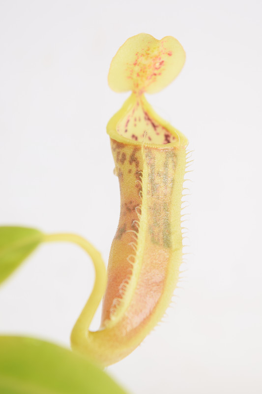This is a close up photo of Nepenthes spathulata x campanulata. This is a Tissue Culture plant propagated by Borneo Exotics.