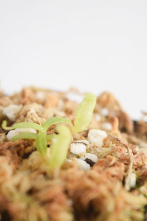 This is a close up photo of Nepenthes undulatifolia. This is a Tissue Culture plant propagated by Florae.