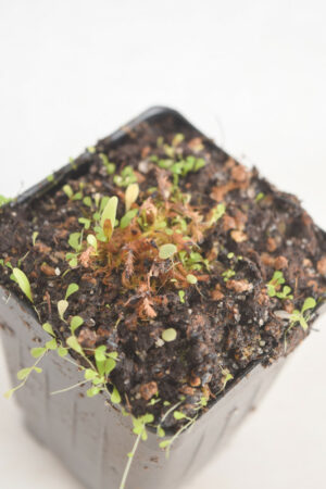 This is a close up photo of Utricularia sandersonii 'Blue'. This is a Basal Division plant propagated by Florae.