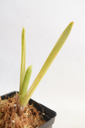 This is a close up photo of Brocchinia hechtioides {lowland savanna under Akopan Tepui