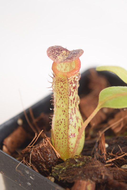 Nepenthes (boschiana x fusca) x (ventricosa x stenophylla) | Florae | Seed  Grown | N9641