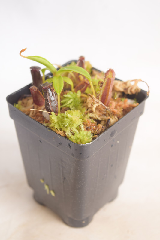 This is a wide angle photo of Nepenthes lingulata. This is a Tissue Culture plant propagated by Florae.