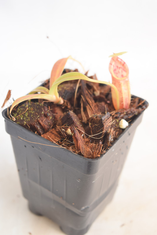 This is a wide angle photo of Nepenthes ovata. This is a Tissue Culture plant propagated by Borneo Exotics.