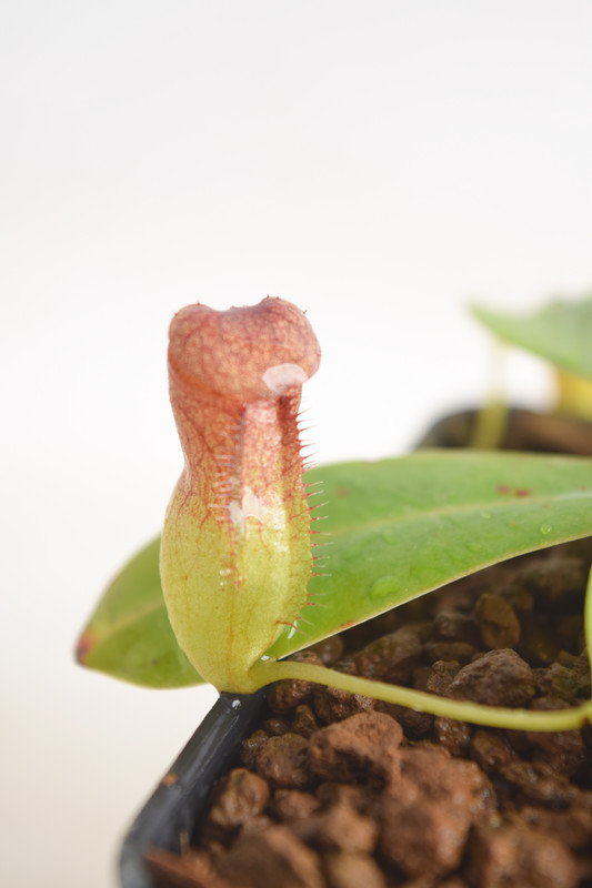 This is a close up photo of Nepenthes pervillei. This is a Tissue Culture plant propagated by Borneo Exotics.