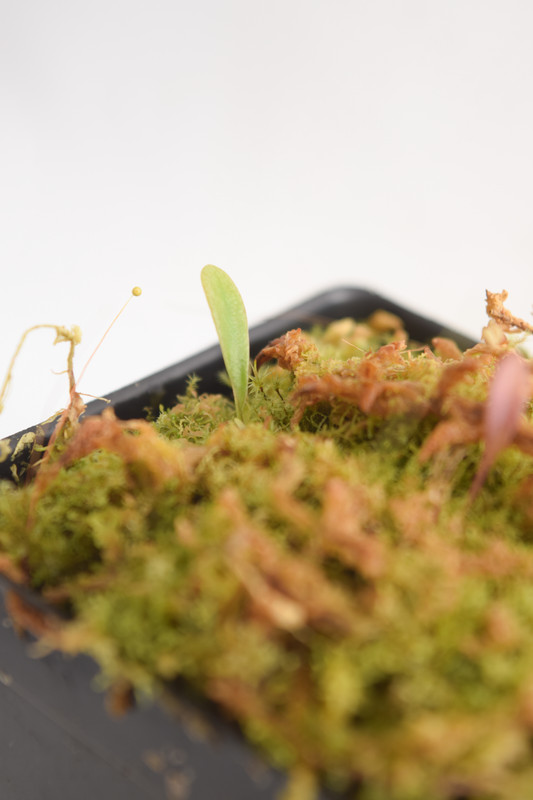 This is a close up photo of Utricularia spec. Amuri {aff quelchi