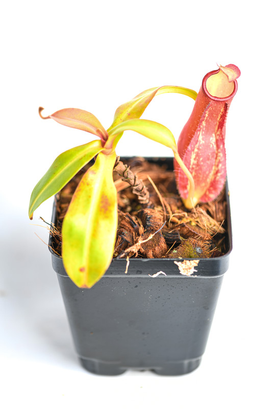This is a wide angle photo of Nepenthes ampullaria x reinwardtiana. This is a Tissue Culture plant propagated by Borneo Exotics.