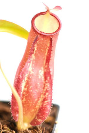 This is a close up photo of Nepenthes ampullaria x reinwardtiana. This is a Tissue Culture plant propagated by Borneo Exotics.