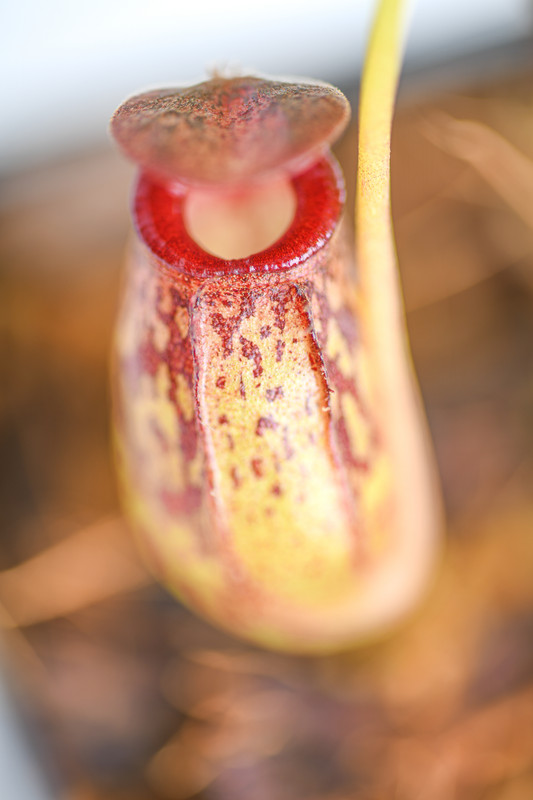 This is a close up photo of Nepenthes aristolochioides x burkei. This is a Tissue Culture plant propagated by Borneo Exotics.