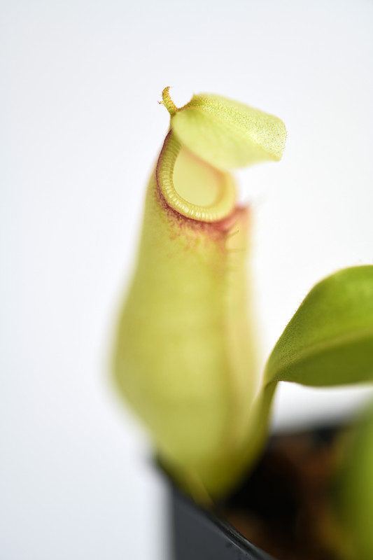 This is a close up photo of Nepenthes bicalcarata. This is a Tissue Culture plant propagated by Borneo Exotics.