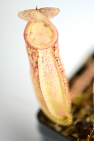 This is a close up photo of Nepenthes burbidgeae x sibuyanensis. This is a Tissue Culture plant propagated by Borneo Exotics.