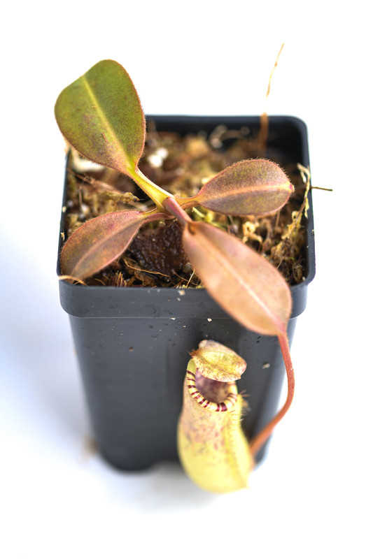 This is a wide angle photo of Nepenthes burbidgeae x (veitchii x lowii). This is a Tissue Culture plant propagated by Borneo Exotics.