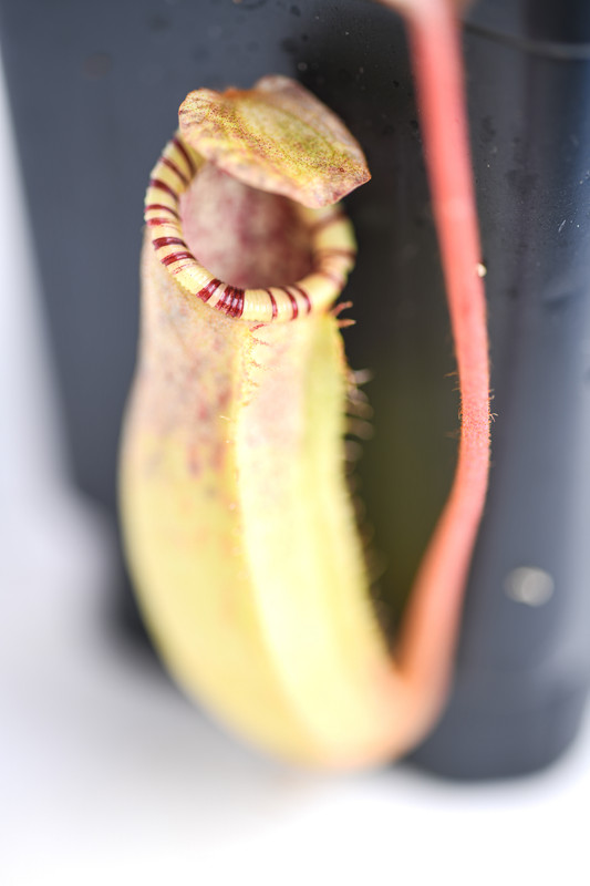 This is a close up photo of Nepenthes burbidgeae x (veitchii x lowii). This is a Tissue Culture plant propagated by Borneo Exotics.