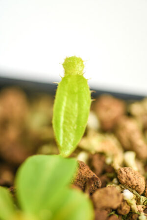 This is a close up photo of Nepenthes clipeata. This is a Tissue Culture plant propagated by Florae.