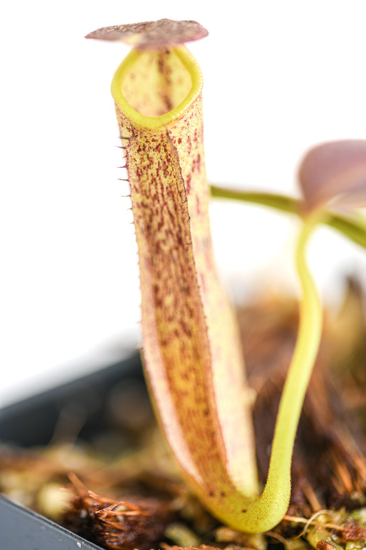 This is a close up photo of Nepenthes eymae. This is a Tissue Culture plant propagated by Borneo Exotics.