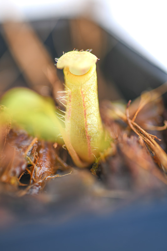 This is a close up photo of Nepenthes gantungensis {clone 2