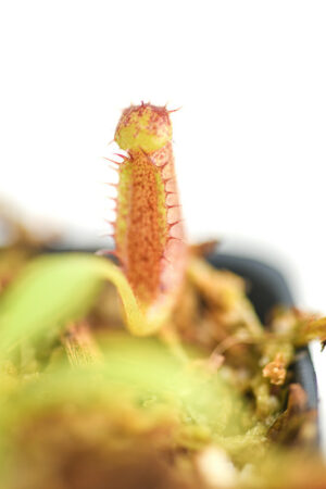 This is a close up photo of Nepenthes glandulifera x xtrusmadiensis Clone 09. This is a Tissue Culture plant propagated by Florae.
