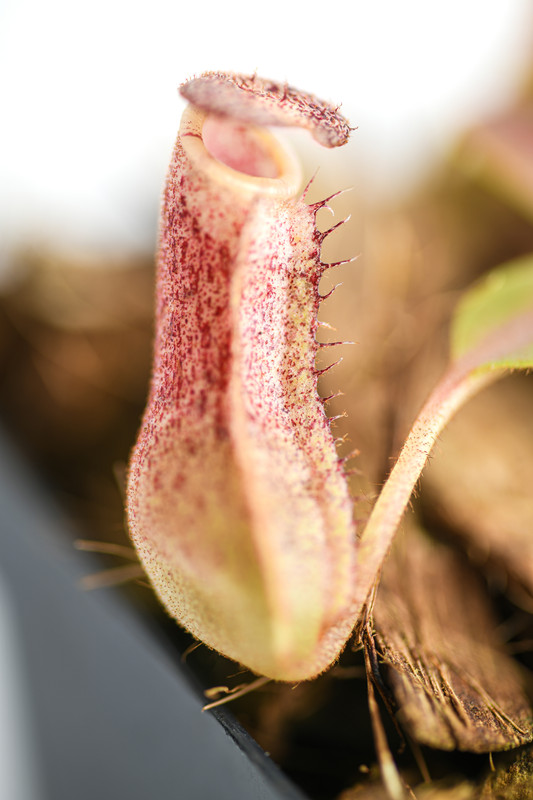 This is a close up photo of Nepenthes [(lowii x veitchii) red x burbidgeae] x veitchii (K) #18 EP. This is a Seed Grown plant propagated by Florae.