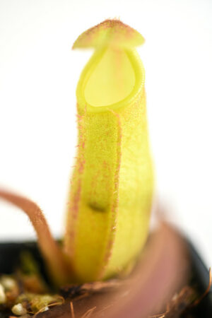 This is a close up photo of Nepenthes maxima. This is a Tissue Culture plant propagated by Borneo Exotics.