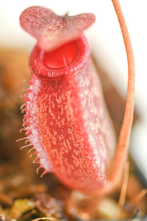 This is a close up photo of Nepenthes merrilliana x aristolochioides. This is a Tissue Culture plant propagated by Borneo Exotics.