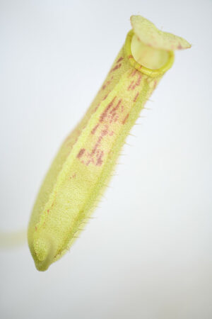 This is a close up photo of Nepenthes northiana. This is a Tissue Culture plant propagated by Borneo Exotics.