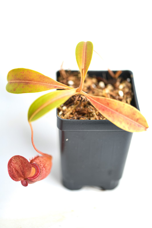 This is a wide angle photo of Nepenthes petiolata x flava. This is a Tissue Culture plant propagated by Borneo Exotics.