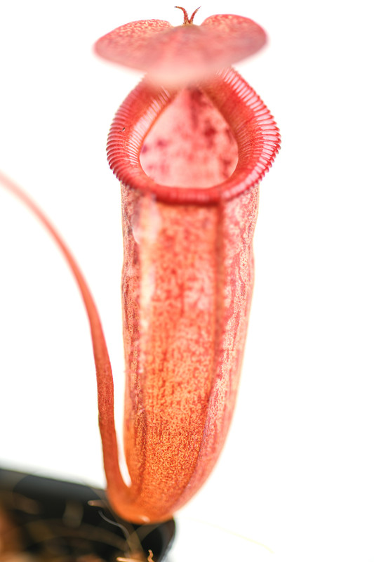 This is a close up photo of Nepenthes petiolata x flava. This is a Tissue Culture plant propagated by Borneo Exotics.