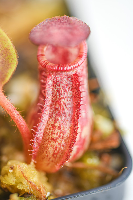 This is a close up photo of Nepenthes petiolata x veitchii. This is a Tissue Culture plant propagated by Borneo Exotics.