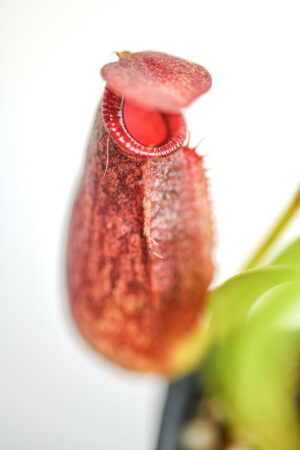 This is a close up photo of Nepenthes spathulata x aristolochioides. This is a Tissue Culture plant propagated by Borneo Exotics.